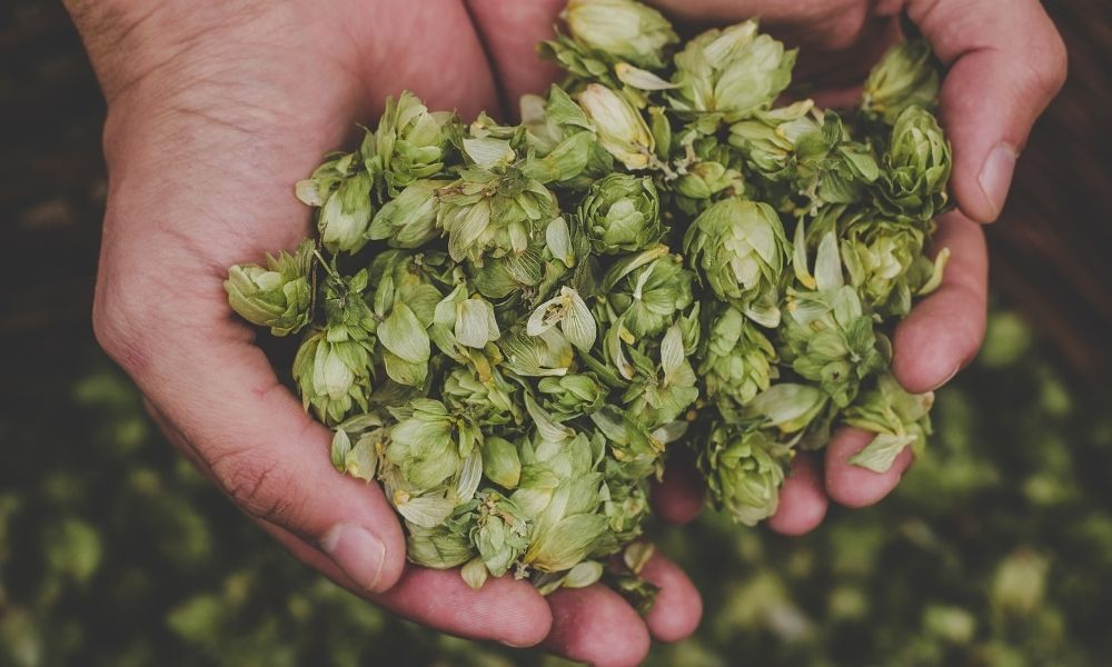How To Compare and Select Hops