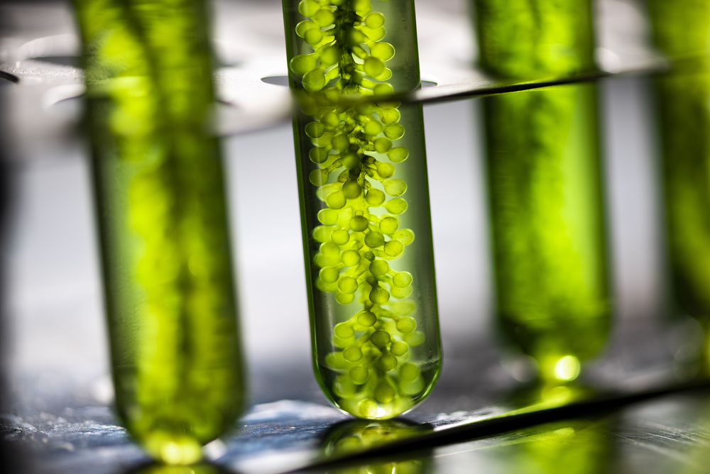 How Algae Can Make Brewing More Environmentally Friendly