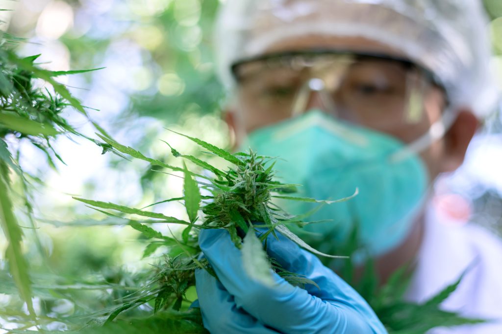 CBD Extraction Could Be Coming to an End in Hong Kong
